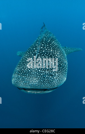 Rhincodon typus, North Male Atoll, Maldives, océan Indien Banque D'Images