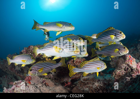 Banc de gaterins orientaux, Plectorhinchus vittatus, North Male Atoll, Maldives, océan Indien Banque D'Images