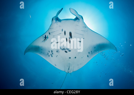 Manta, Manta birostris, Hanifaru Bay, l'atoll de Baa, Maldives Banque D'Images