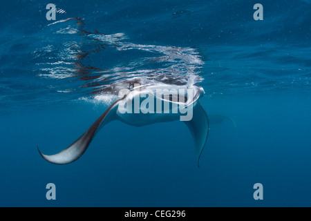 Manta, Manta birostris, Hanifaru Bay, l'atoll de Baa, Maldives Banque D'Images