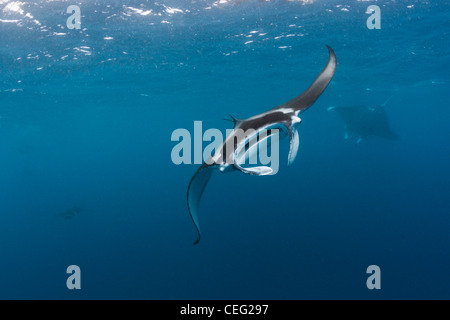 Manta, Manta birostris, Hanifaru Bay, l'atoll de Baa, Maldives Banque D'Images