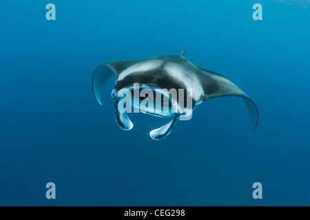 Manta, Manta birostris, Hanifaru Bay, l'atoll de Baa, Maldives Banque D'Images