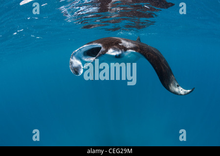 Manta, Manta birostris, Hanifaru Bay, l'atoll de Baa, Maldives Banque D'Images