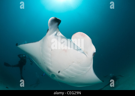 Manta, Manta birostris, Hanifaru Bay, l'atoll de Baa, Maldives Banque D'Images