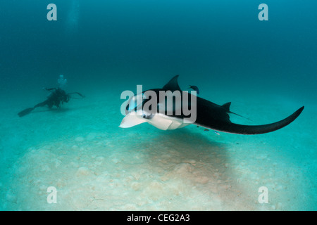 Underwaterphotographer et Manta, Manta birostris, Hanifaru Bay, l'atoll de Baa, Maldives Banque D'Images