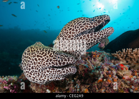 Paire de Moray, Gymnothorax favagineus Honeycomb, North Male Atoll, Maldives, océan Indien Banque D'Images