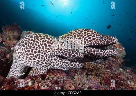 Paire de Moray, Gymnothorax favagineus Honeycomb, North Male Atoll, Maldives, océan Indien Banque D'Images