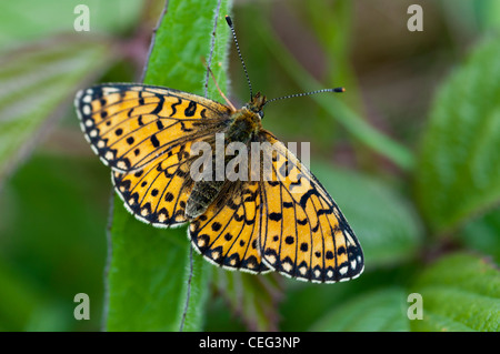 Petite perle bordé fritillary Banque D'Images