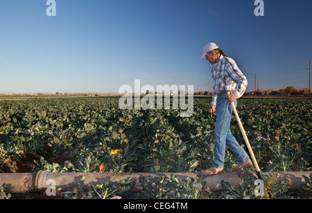 Le brocoli dans champ ouvriers agricoles irrigue Imperial Valley Banque D'Images