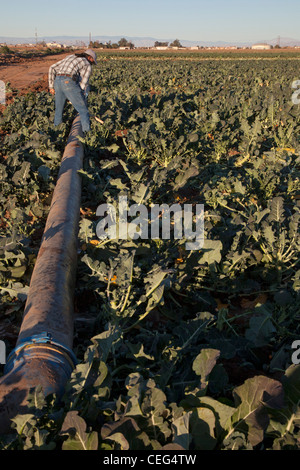 Le brocoli dans champ ouvriers agricoles irrigue Imperial Valley Banque D'Images