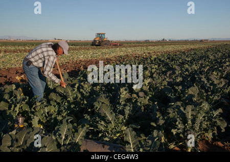 Le brocoli dans champ ouvriers agricoles irrigue Imperial Valley Banque D'Images