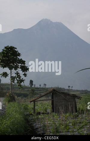 Ferme maraîchère champs ci-dessous sur le Mont Merapi Yogyakarta Indonésie Banque D'Images