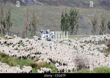 Les moutons en bloquant la route Mount Aspiring National Park, New Zealand Banque D'Images