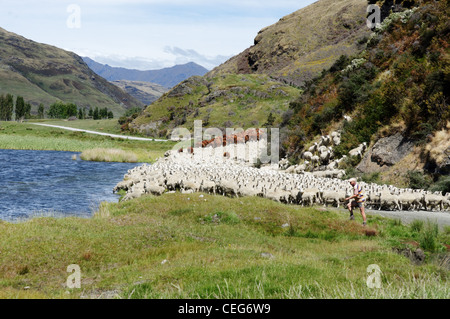 Les moutons en bloquant la route Mount Aspiring National Park, New Zealand Banque D'Images