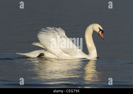 Mute Swan (Cygnus olor), mâle adulte, l'affichage d'une posture de la rue "menace", Slimbridge, Gloucestershire, Angleterre, Janvier Banque D'Images