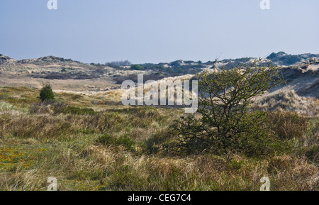 Paysage de dunes avec de l'herbe, buissons et ciel bleu sur journée ensoleillée au printemps Banque D'Images