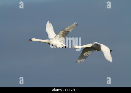 Le cygne de Bewick (Cygnus columbianus bewickii, ssp. ;), paire adultes en vol, Slimbridge, Gloucestershire, Angleterre, Janvier Banque D'Images