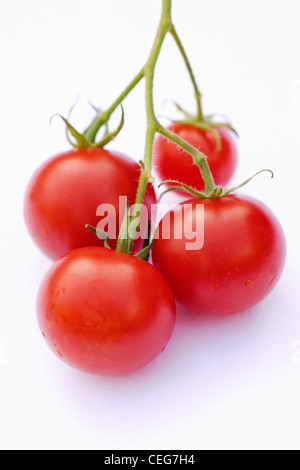 Lycopersicon esculentum. Quatre petites tomates cerise 'Gardeners Delight' sur un fond blanc. Banque D'Images