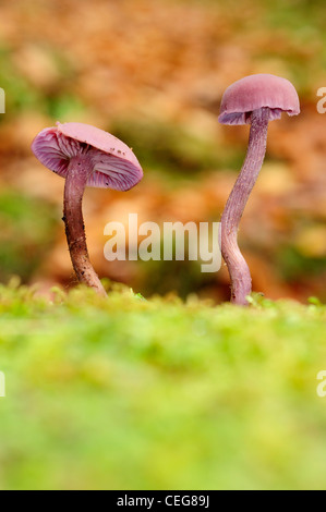 Le fourbe améthyste (Laccaria amethystina) dans la forêt de feuillus Banque D'Images