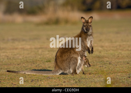 Macropus rufogriseus Wallaby Bennetts ( ) avec Joey au coucher du soleil Banque D'Images