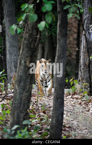 Femelle adulte tigre du Bengale (Panthera tigris) dans Bandhavgarh National Park, Madhya Pradesh, Inde Banque D'Images