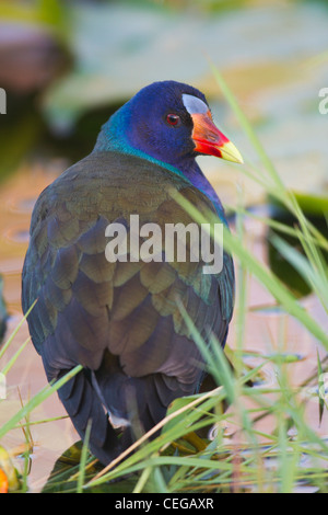 Purple Gallinule (Porphyrula martinica) Banque D'Images