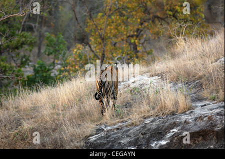 Mâle adulte tigre du Bengale (Panthera tigris), connu sous le nom de B2 ou Sundar dans Bandhavgarh National Park, le Madhya Pradesh, Inde Banque D'Images