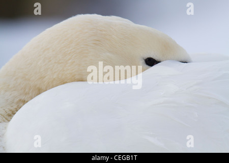 Close-up de mute swan (Cygnus olor) dormir avec la tête sous son aile Banque D'Images