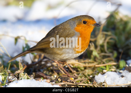 European Robin (Erithacus rubecula aux abords) dans la neige Banque D'Images
