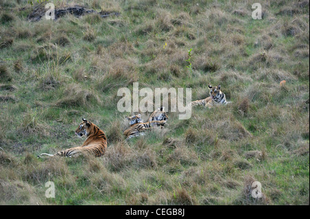 La famille tigre du Bengale (Panthera tigris) dans Bandhavgarh National Park, Madhya Pradesh, Inde Banque D'Images