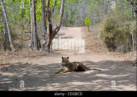 Homme tigre du Bengale (Panthera tigris) connu sous le nom de Kalwa dans Bandhavgarh National Park, le Madhya Pradesh, Inde Banque D'Images