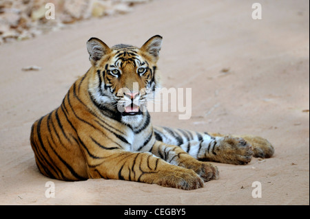 Tigre du Bengale (Panthera tigris) dans Bandhavgarh National Park, Madhya Pradesh, Inde Banque D'Images