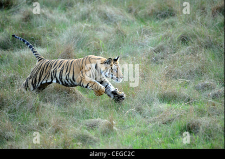 Tigre du Bengale (Panthera tigris) dans Bandhavgarh National Park, Madhya Pradesh, Inde Banque D'Images