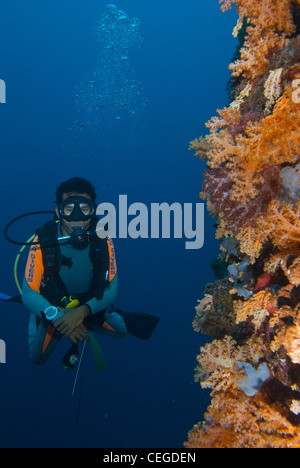 Un plongeur pose à côté d'un beau mur de corail mou à Sulawesi, en Indonésie. Banque D'Images