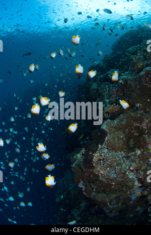 Le parc marin de Bunaken drop off avec plusieurs papillons. L'île de Bunaken , Indonésie Banque D'Images