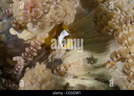 Un jeune Clark (clown) poisson clown dans son Anémone Accueil . Prises dans le Parc National de Bunaken , Indonésie Banque D'Images