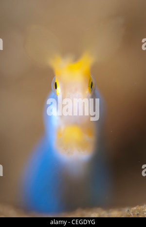 Un mâle bleu et jaune (rhinomuraena quaesita ell ruban) shot wide open à estomper la plupart de l'image en gardant les yeux en accent Banque D'Images