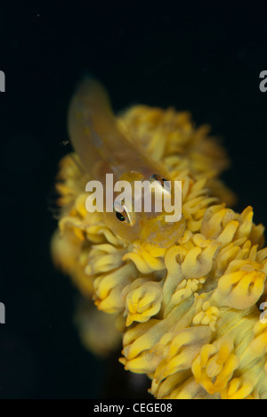 Un fouet jaune (Bryaninops yongei corail) pose pour la caméra. Nord de Sulawesi, Indonésie Banque D'Images