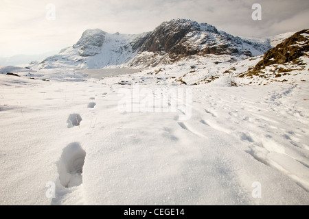 Traces dans la neige au-dessus de Stickle Tarn, à l'égard Pavey Ark dans la vallée de Langdale, Lake District, UK. Banque D'Images