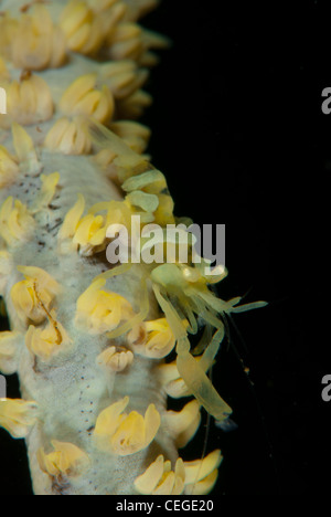 Un Dasycaris zanzibarica Zanzibar (crevettes) se déplace vers le bas le whip coral . Nord de Sulawesi en Indonésie. Banque D'Images