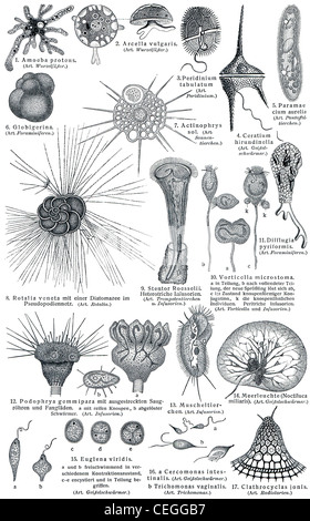 Les protozoaires (organismes eucaryotes unicellulaires). Banque D'Images