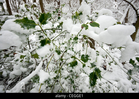 Neige sur holly dans The Blean woods Kent England uk Banque D'Images