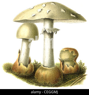 Champignon vénéneux et mortelles Amanita phalloides Banque D'Images