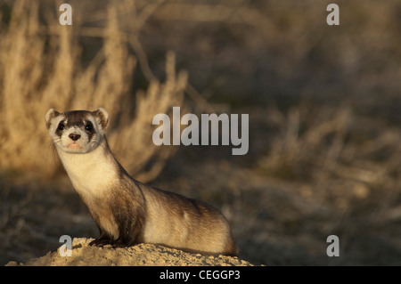 Stock photo d'un wild black-footed ferret à son terrier. Banque D'Images