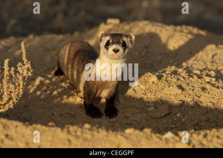 Stock photo d'un wild black-footed ferret à son terrier. Banque D'Images