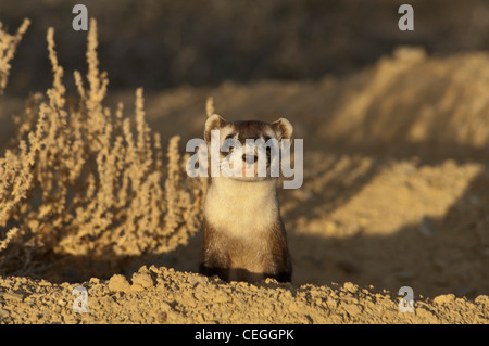 Stock photo d'un wild black-footed ferret à son terrier. Banque D'Images