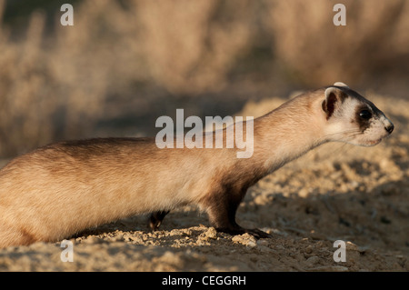 Stock photo d'un wild black-footed ferret à son terrier. Banque D'Images