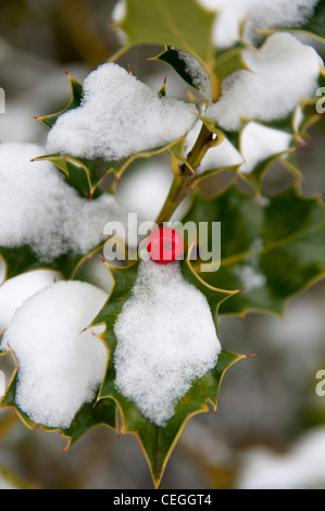 Avec holly Berry rouge dans la neige Blean woods Kent England uk Banque D'Images