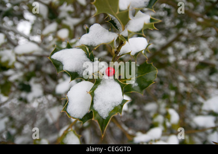 Avec holly Berry rouge dans la neige Blean woods Kent England uk Banque D'Images