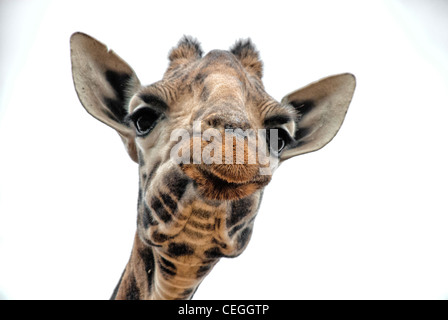 Girafe Rothschild, Kenya, Africa Banque D'Images